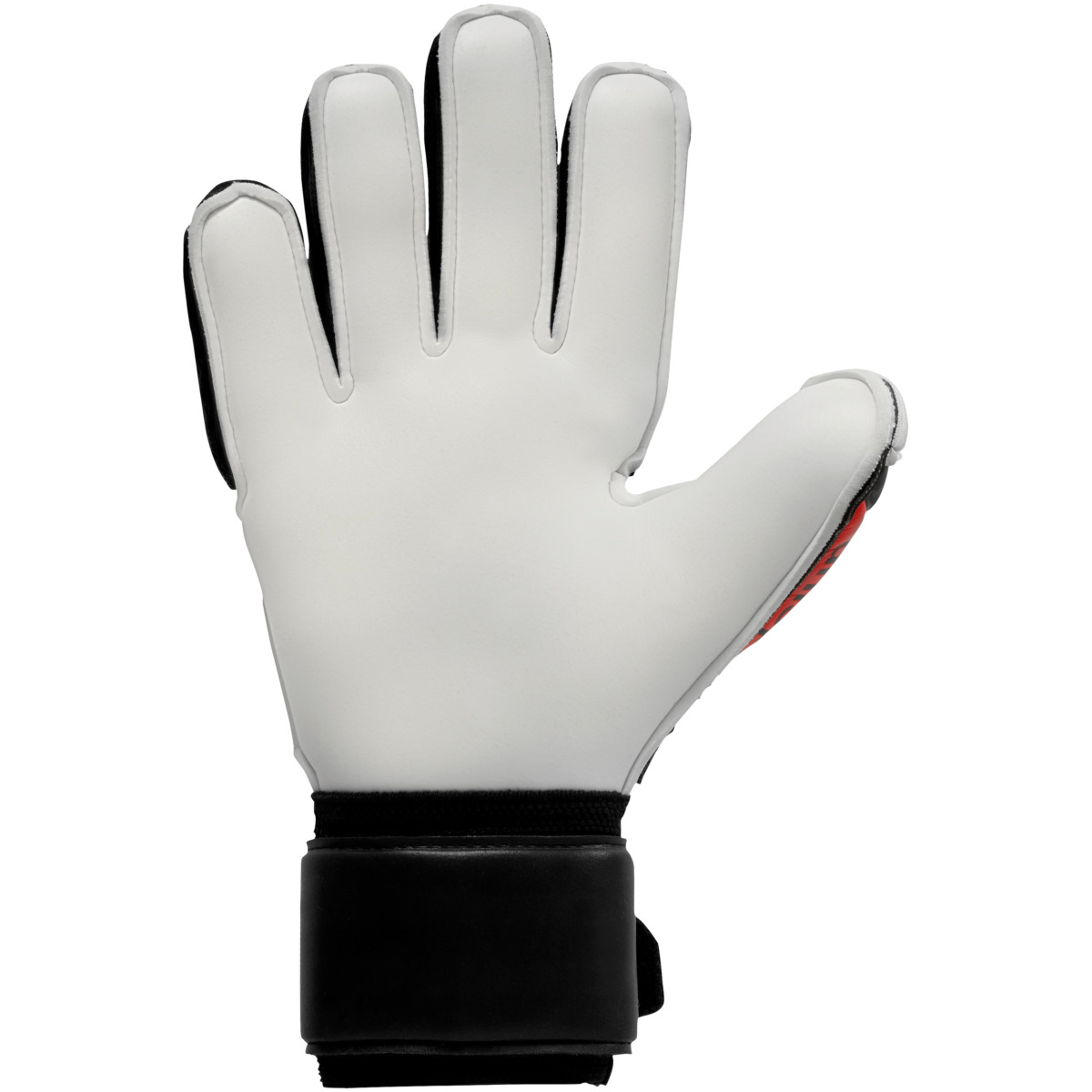 101132101_palm_png9IGh5pXhuN3Gw